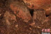 事业目标江西发现蜘蛛新物种 为研究呵叻蛛属适应区域提供依据