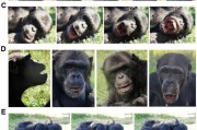 事业目标国际最新研究：机器人“打哈欠” 黑猩猩被传染
